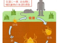 つつが虫による感染症